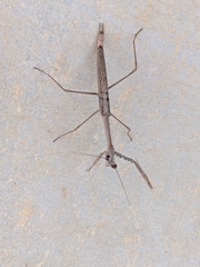 Archimantis quinquelobata