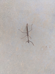 Archimantis quinquelobata
