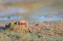 Tubuca arcuata