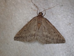 Aglossophanes adoxima