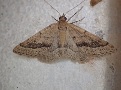 Aglossophanes adoxima