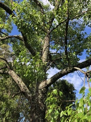 Brachychiton populneus