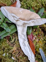 Russula purpureotincta