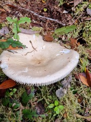 Russula purpureotincta