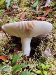 Russula purpureotincta