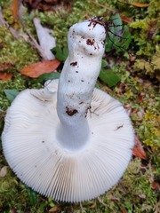 Russula purpureotincta