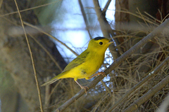 Cardellina pusilla