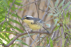 Setophaga nigrescens