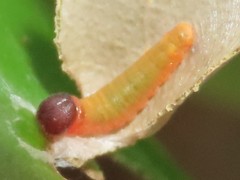 Chaetocneme
