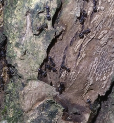 Dolichoderus thoracicus