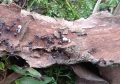 Dolichoderus thoracicus