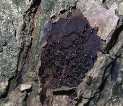 Dolichoderus thoracicus