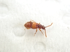Euplectitae