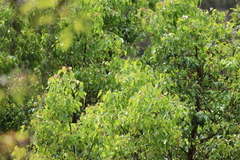 Eirmocides absimilis