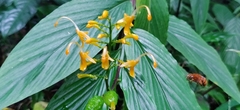 Globba marantina
