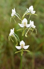 Habenaria linearifolia
