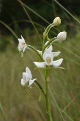 Habenaria linearifolia