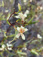 Marianthus bicolor