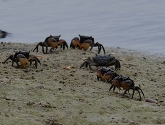 Parasesarma catenatum