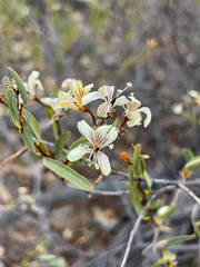 Marianthus bicolor