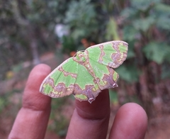 Agathia hemithearia