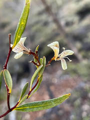 Marianthus bicolor