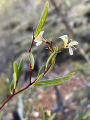 Marianthus bicolor