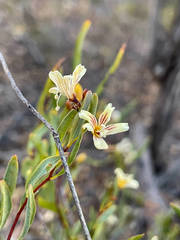 Marianthus bicolor