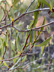 Marianthus bicolor