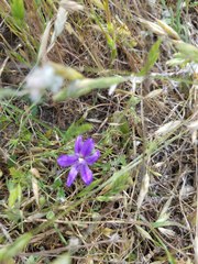 Brodiaea jolonensis