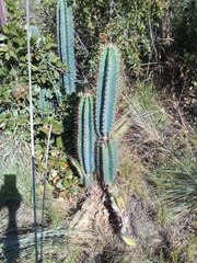 Cereus hildmannianus