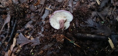 Calocybe ionides