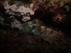 Notolabrus parilus