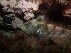Notolabrus parilus