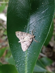 Pseudocoremia suavis