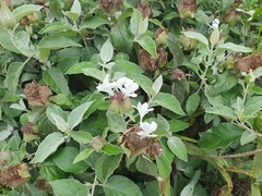 Barleria albostellata