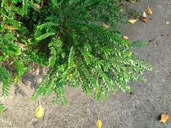 Phyllanthus myrtifolius