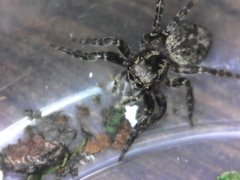 Mexigonus morosus