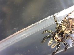 Mexigonus morosus