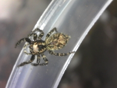 Mexigonus morosus