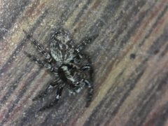 Mexigonus morosus