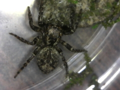 Mexigonus morosus