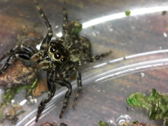 Mexigonus morosus
