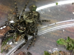 Mexigonus morosus