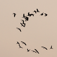 Plegadis falcinellus