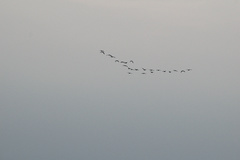 Plegadis falcinellus