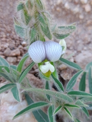 Crotalaria burkeana