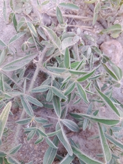 Crotalaria burkeana