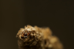 Salticidae