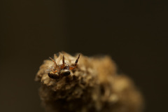 Salticidae